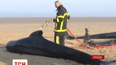 Десять китів викинулися на берег французького міста Кале