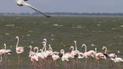 Фламінго на Одещині