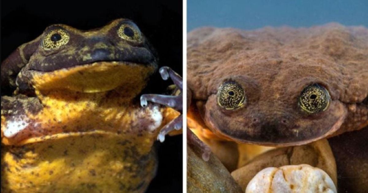 Ромео і Джульєтта: "найсамотніша" жаба у світі піде на побачення вперше за 10 років