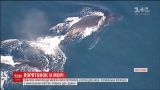 Вблизи Квинсленда спасатели освободили детеныша кита, который попал в сеть для акул