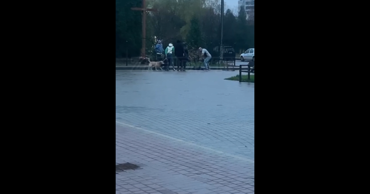 Драка во Львове во время выгула собак