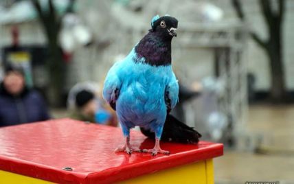 "Розвага для збоченців": у центрі Києва пропонують атракціон з розфарбованими голубами