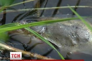У Києві річка вкрилася мертвечиною