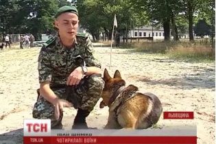 На Донбас відправлять "загін" собак, які шукатимуть міни терористів