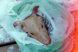 Одному із організаторів маршу за федералізацію Сибіру підкинули баранячу голову під двері квартири