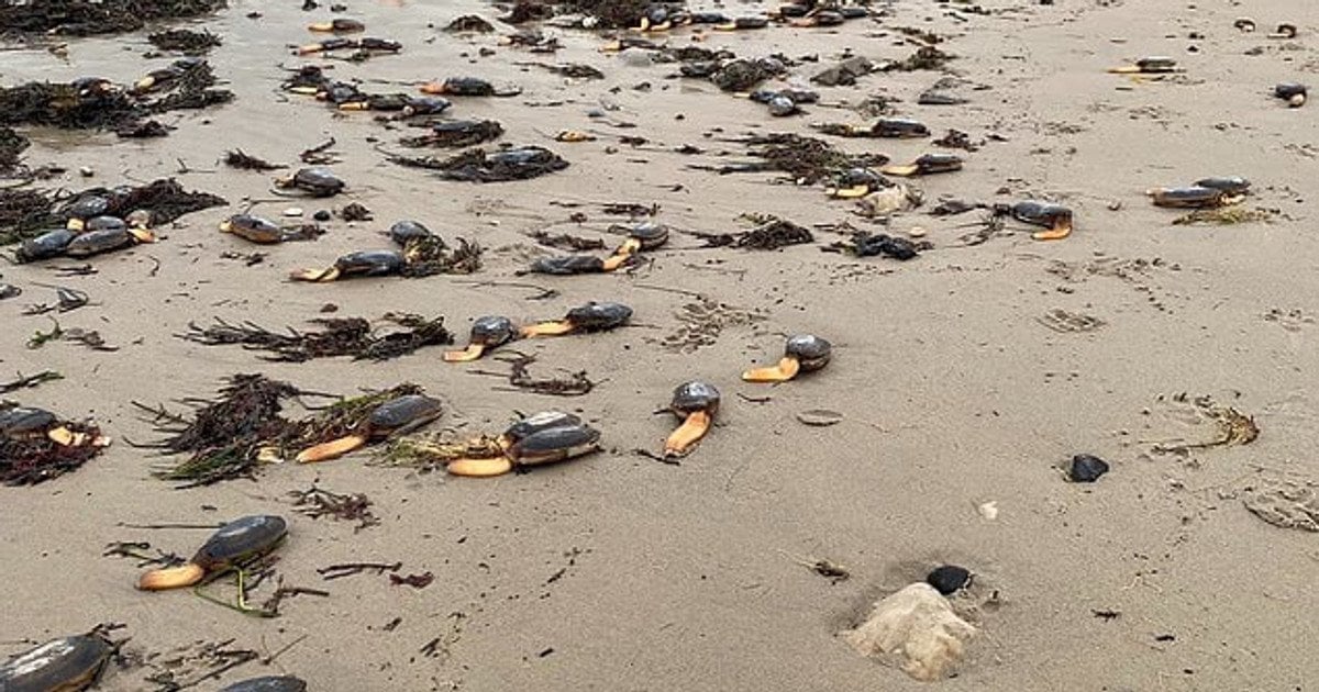 На пляж через шторм викинуло тисячі рідкісних "одноногих" істот (фото)