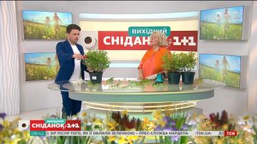 Як підстригти дерева в саду і на балконі – Зелена ділянка