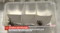 Сотни тарантулов пытались провезти контрабандой в Филиппины