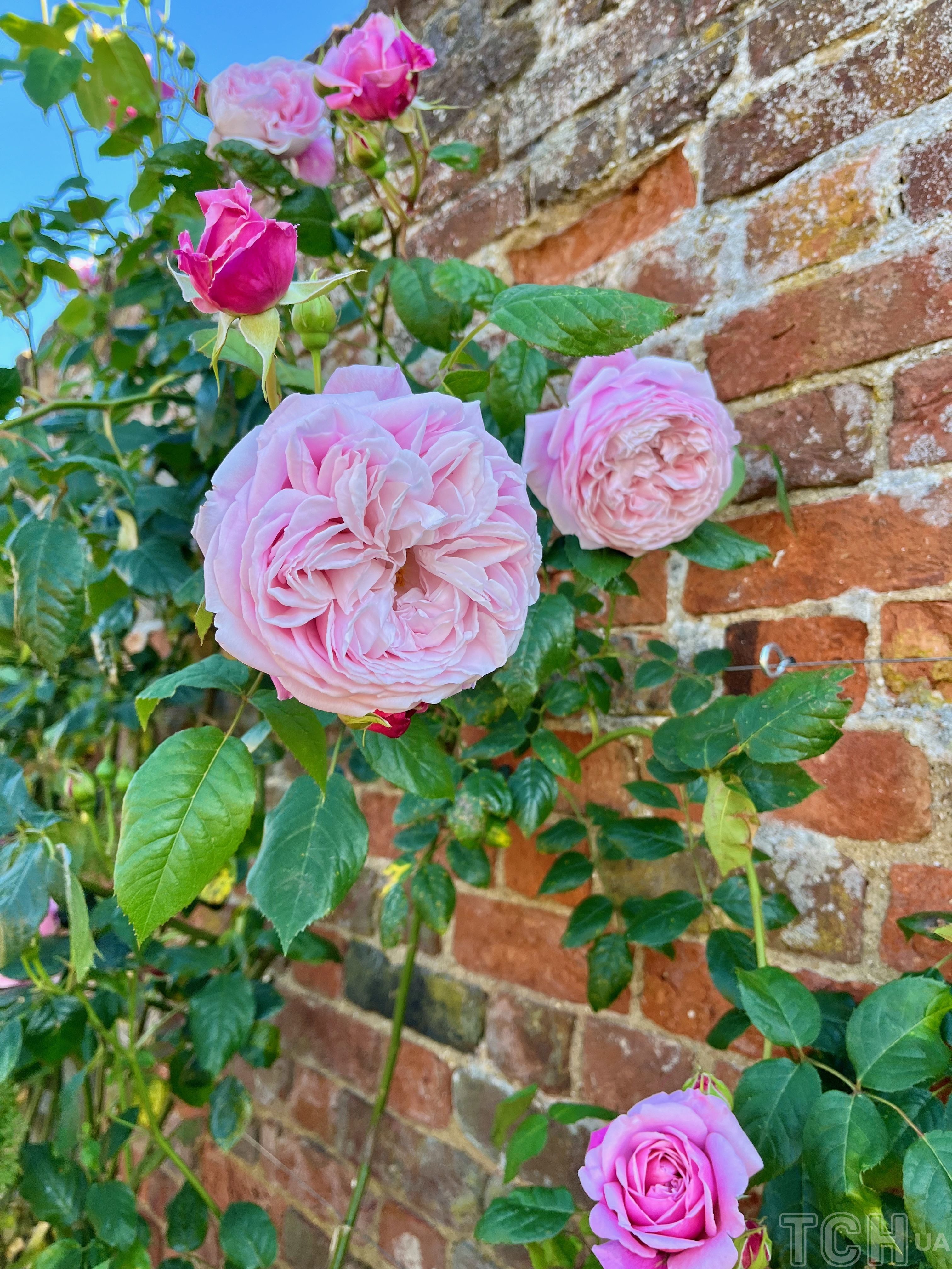 Троянди в саду / © Credits