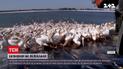 Новини світу: тисячі рожевих пеліканів занапастили рибні хазяйства Ізраїлю