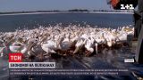 Новини світу: тисячі рожевих пеліканів занапастили рибні хазяйства Ізраїлю