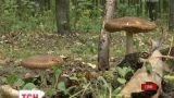 У Сумах сім'я отруїлася грибами, одна людина померла