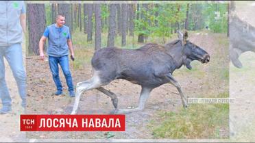 Лосі в місті: на столичній Оболоні знову розгулював лось