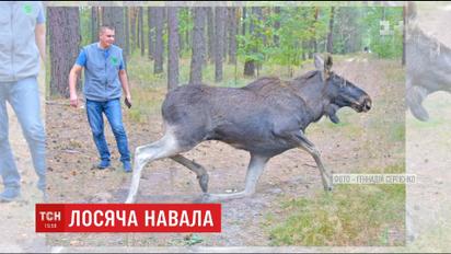 Лосі в місті: на столичній Оболоні знову розгулював лось