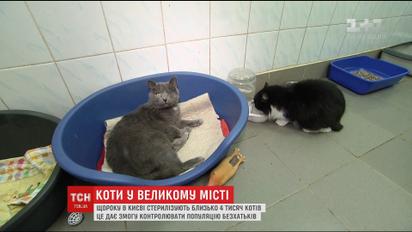 Зооволонтери столиці намагаються врятувати життя котів-безхатченків