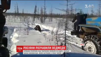 У Росії дві вантажівки намагалися розчавити ведмедя