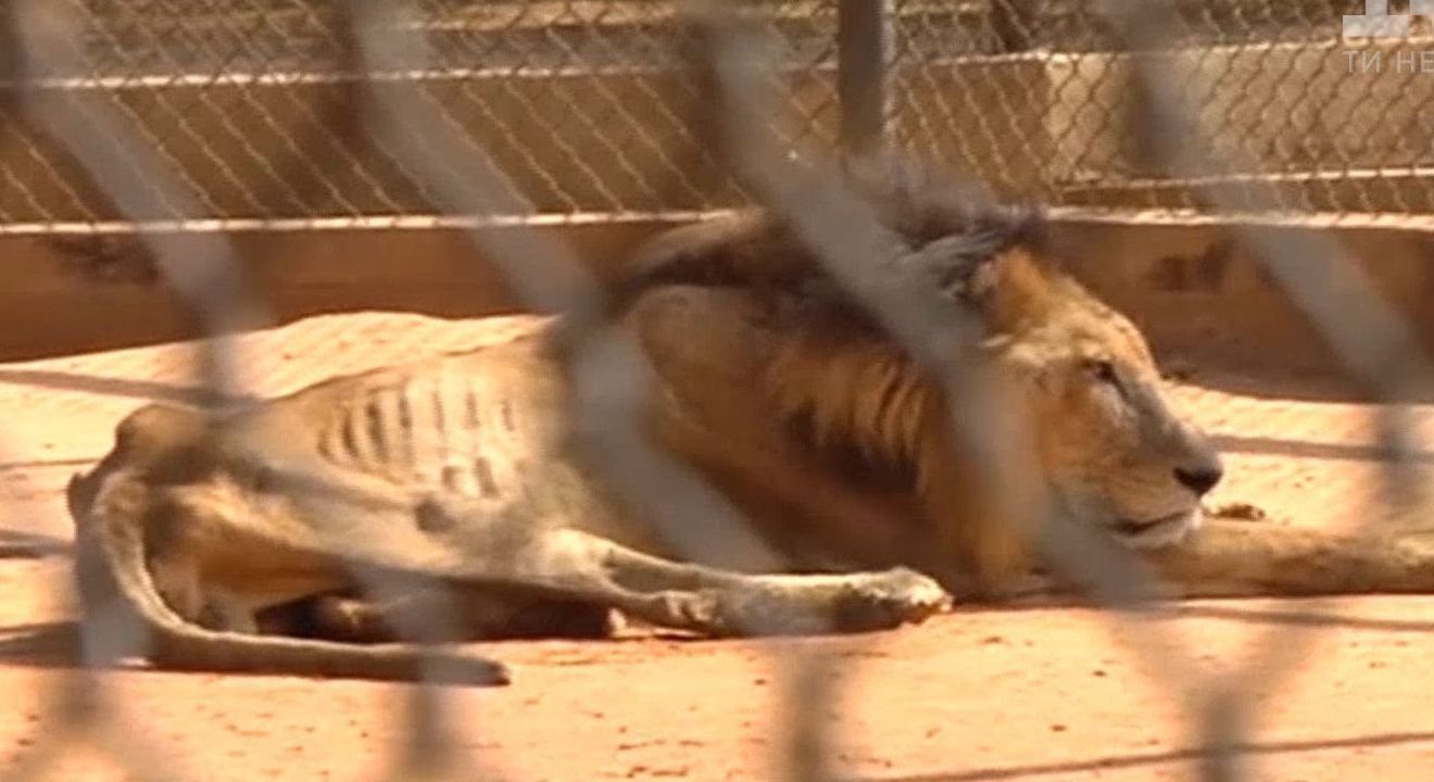 Из-за нехватки продовольствия в зоопарке Венесуэлы львам и тиграм могут скормить слабых животных