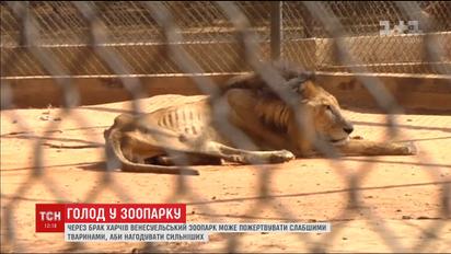 Из-за нехватки продовольствия в зоопарке Венесуэлы львам и тиграм могут скормить слабых животных