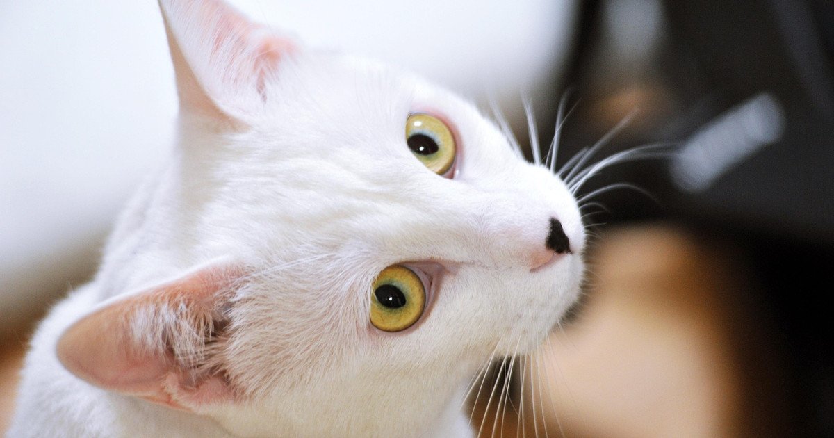 Кошка