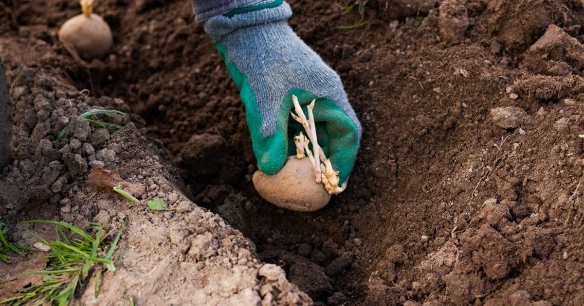 Коли садити картоплю