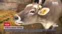 Рогатая красавица: в Германии выбрали самую красивую корову региона Гессен