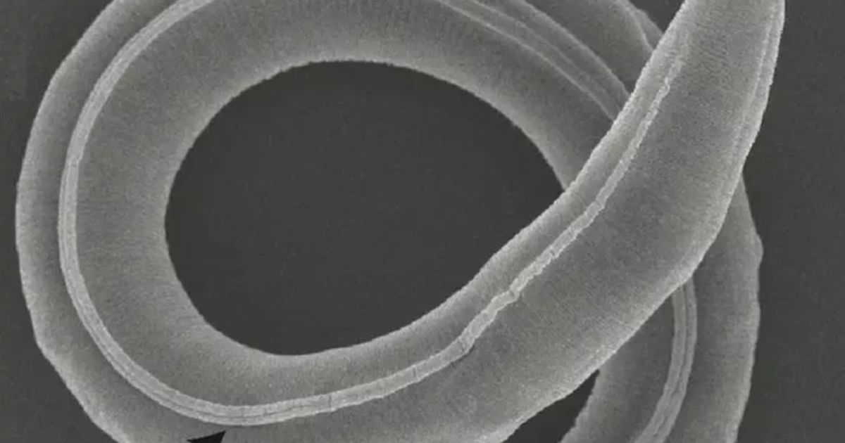 Червь родил вскоре после того, как его оживили / Фото: PLOS Genetics