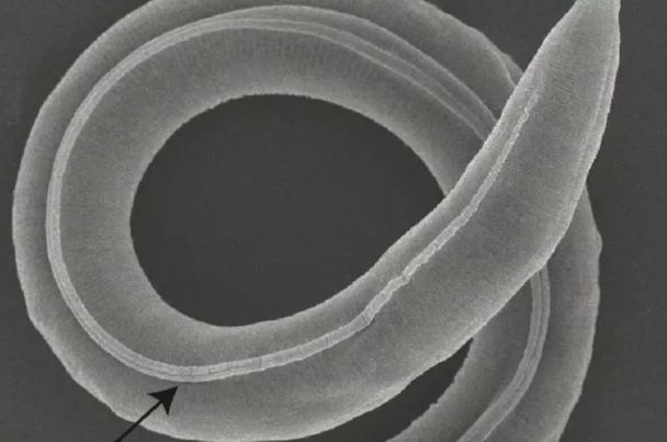 Червь родил вскоре после того, как его оживили / Фото: PLOS Genetics