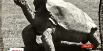 Самец черепахи по имени Диего спас свой вид от вымирания