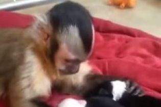 Сеть растрогало видео с обезьяной, которая делает массаж маленьким щенкам