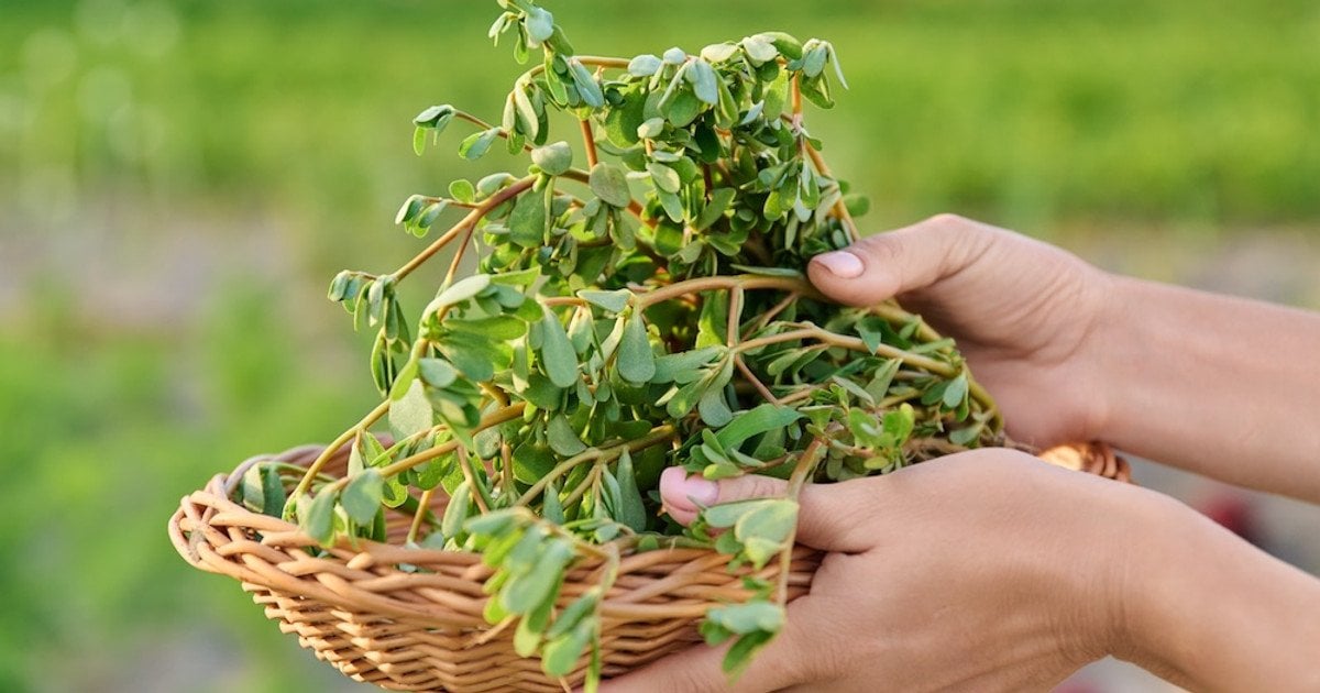 Как растение снижает давление