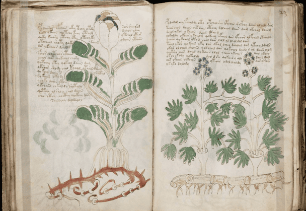 Манускрипт Войнича / © Фото з відкритих джерел