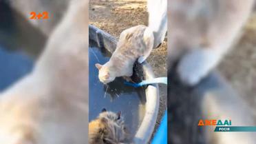 Добірка новин світу за 1 лютого 2022 року