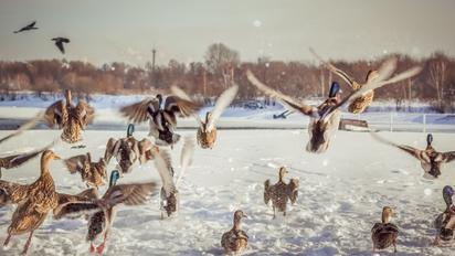 Птахи на снігу