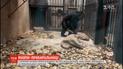 В китайском зоопарке шимпанзе научились чистить собственные вольеры