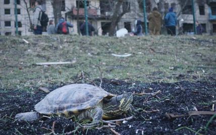 Зворушлива історія: у Києві врятували черепаху, яка постраждала через обстріл окупантів (фото)
