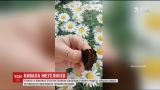 Киевляне хвастаются в соцсетях фотогрфиями со стаями бабочек