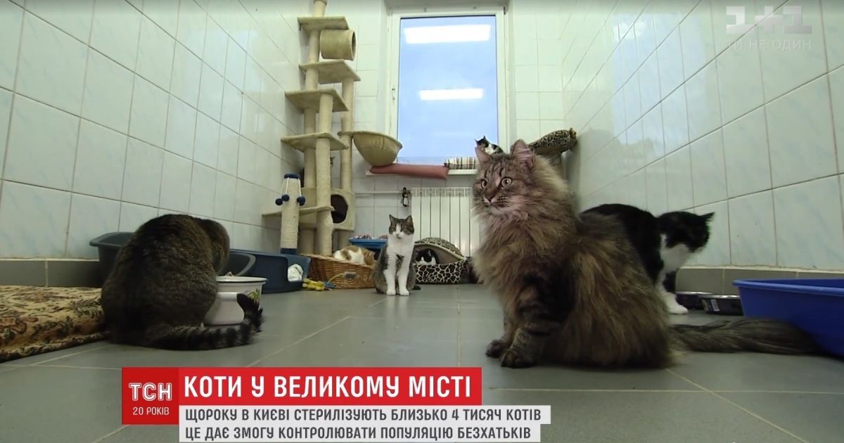 Зоозахисники хочуть узаконити права котів на підвали і горища багатоповерхівок