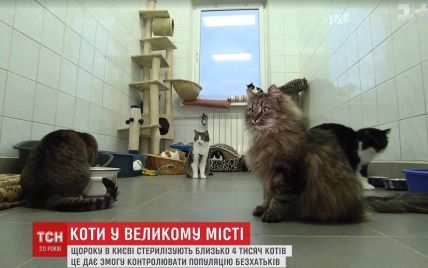 Зоозащитники хотят узаконить права котов на подвалы и чердаки многоэтажек