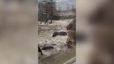 В приюте на Киевщине животные умирали в ужасающих условиях
