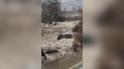 У притулку на Київщині тварини помирали в жахливих умовах