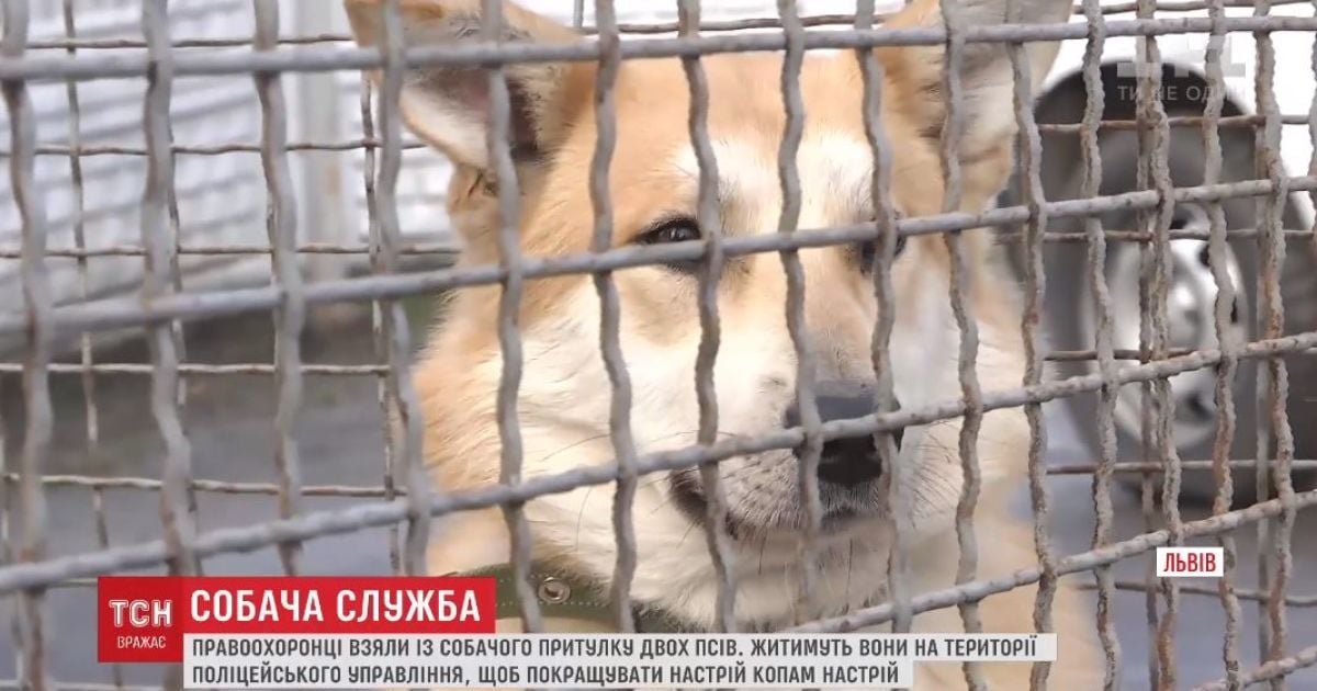 Во Львове полицейские приняли на службу двух бездомных псов