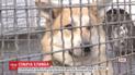 У Львові поліцейські взяли на службу двох безпритульних псів