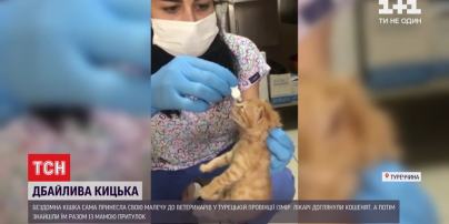В Туреччині безпритульна кішка принесла ветеринарам двох кошенят із запаленням очей