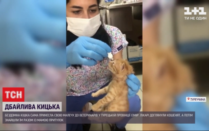 В Туреччині безпритульна кішка принесла ветеринарам двох кошенят із запаленням очей