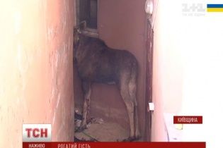 Знайдений у Бучі лось помер