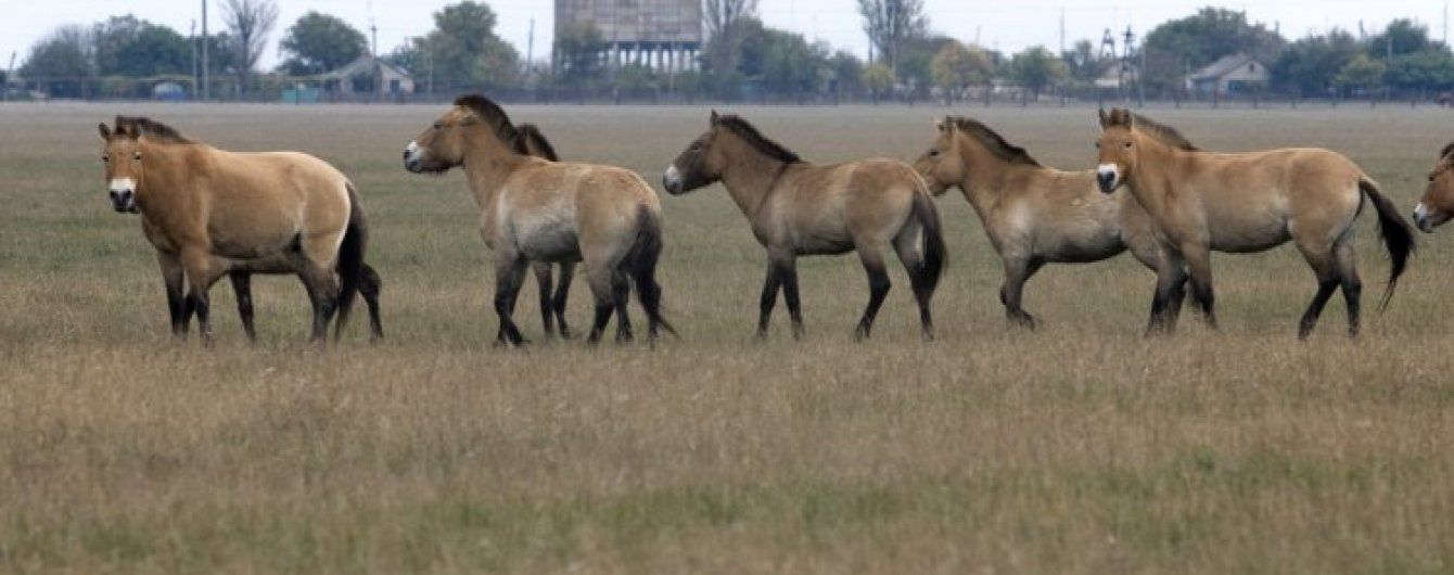 Природнє диво України: ТСН завітала до "Асканії Нови" та познайомилась з "найдикішим" директором