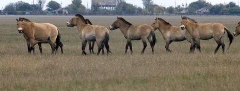 Природное чудо Украины: ТСН побывала в "Аскания Нове" и познакомилась с "самым диким" директором