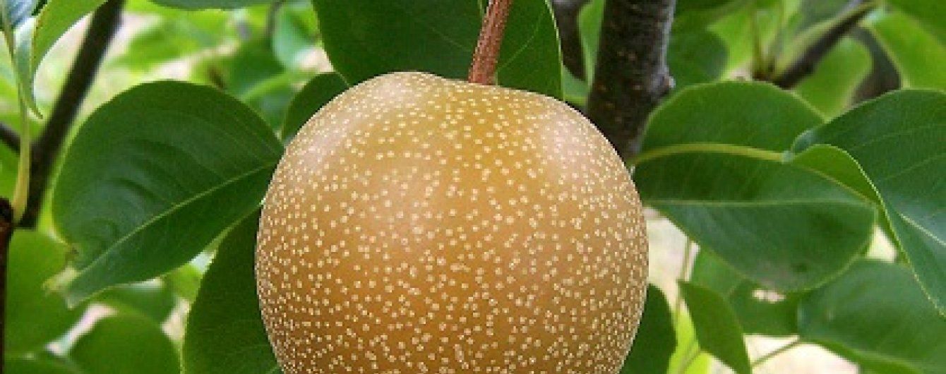 Что лучше от бессонницы