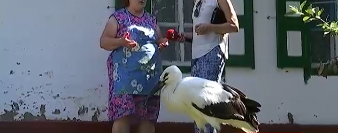 Одни стреляют, другие спасают: в селе на Днепропетровщине спасли от голода аистенка Васька