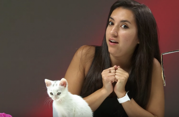 Котоненависники